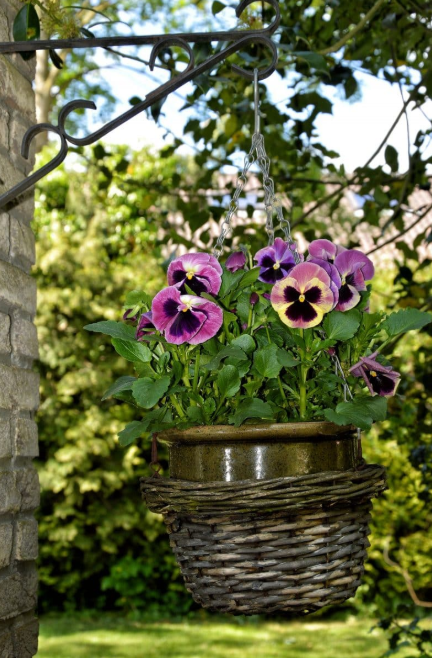 hanging flower basket ideas - Hanging Viola
