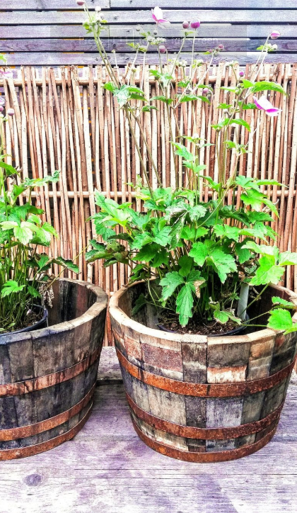 Barrel Planter Ideas